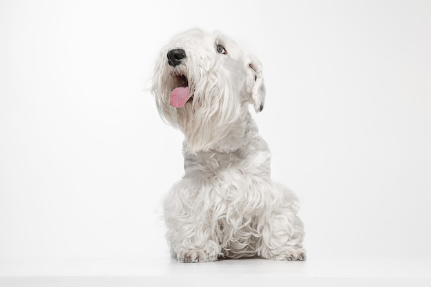 Filhote de terrier preparado com pelo fofo. Lindo cachorrinho branco ou animal de estimação está brincando e correndo. Espaço negativo para inserir seu texto ou imagem.