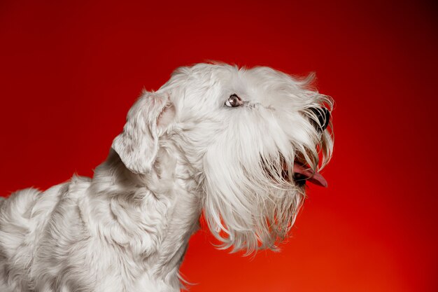 Filhote de terrier preparado com pelo fofo. Lindo cachorrinho branco ou animal de estimação está brincando e correndo. Espaço negativo para inserir seu texto ou imagem.