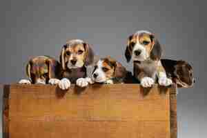 Foto grátis filhotes de beagle tricolor posando em uma caixa de madeira. bichinhos fofos ou animais de estimação brincando na parede cinza. pareça atencioso e brincalhão. conceito de movimento, movimento, ação. espaço negativo.