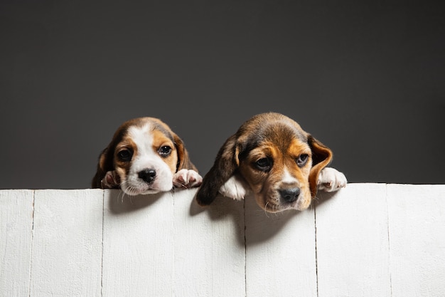Filhotes de cachorro beagle tricolor posando. cachorrinhos bonitos de branco-braun-preto ou animais de estimação brincando no fundo cinza.