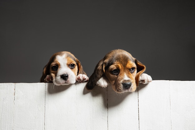 Foto grátis filhotes de cachorro beagle tricolor posando. cachorrinhos bonitos de branco-braun-preto ou animais de estimação brincando no fundo cinza.