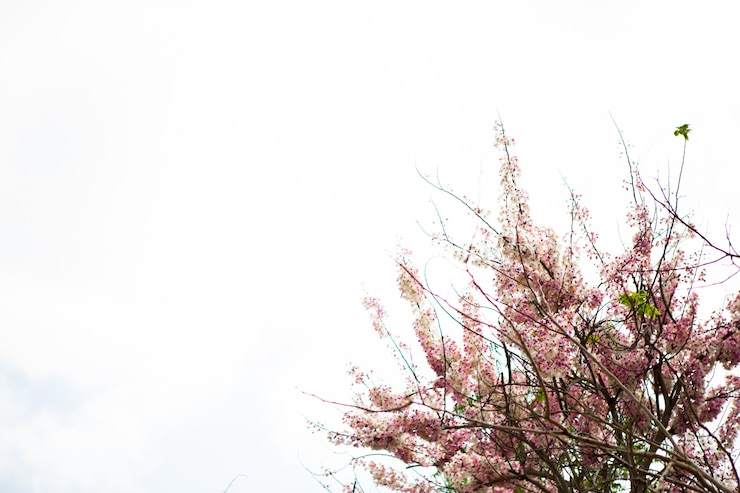 Foto grátis filial da bela flor-de-rosa