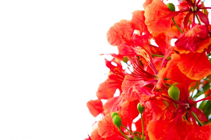 Foto grátis filial da flor de laranjeira belas isolado no fundo branco