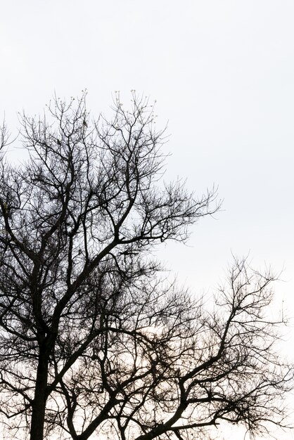 Filial de árvore morta contra o céu azul (Imagem filtrada processada efeito vintage).