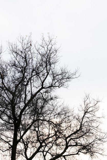 Filial de árvore morta contra o céu azul (Imagem filtrada processada efeito vintage).