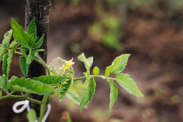 Fim, cima, planta, brotar