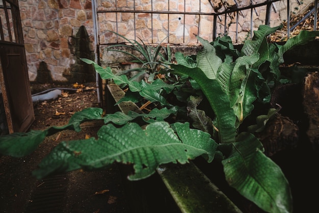 Foto grátis fim da vegetação em frente à casa