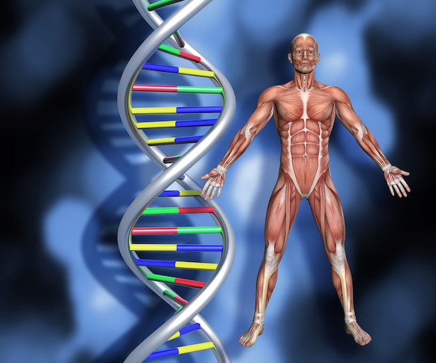 Fios de DNA com figura masculina 3D com mapa do músculo