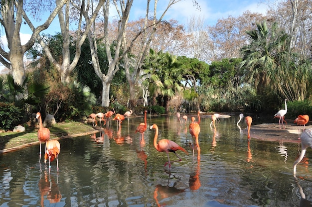 Foto grátis flamingo bonitos no jardim zoológico