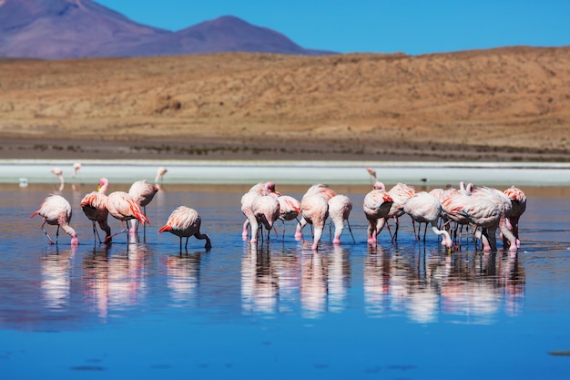 Flamingo Foto gratuita