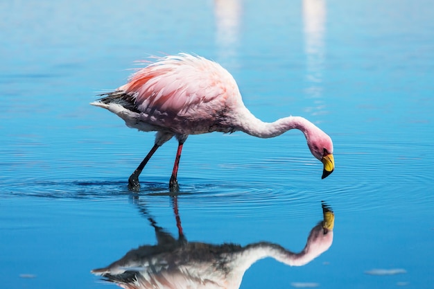Foto grátis flamingo