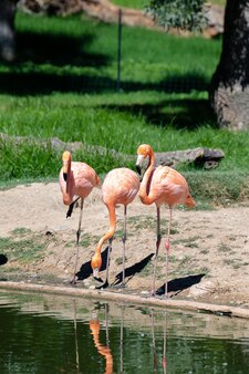 Flamingos caribenhos empoleirados na margem de um lago