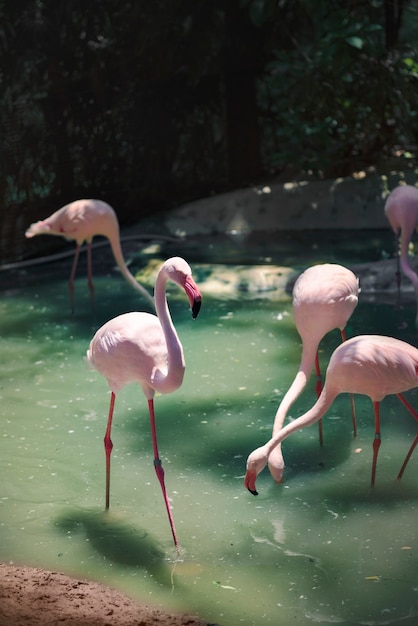 Flamingos cor de rosa no zoológico