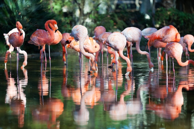 Flamingos em pé na água