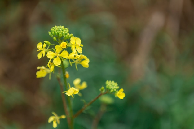 Flor amarela bonita com fundo borrado