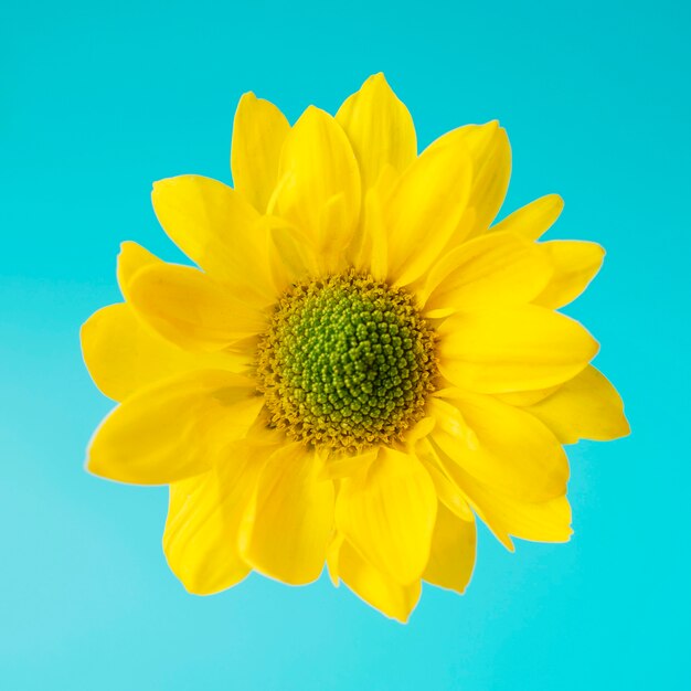 Flor amarela brilhante em azul
