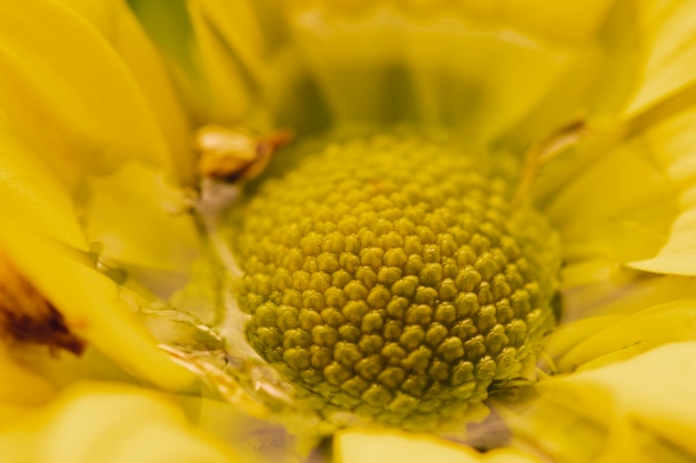 Foto grátis flor amarela close-up extremo