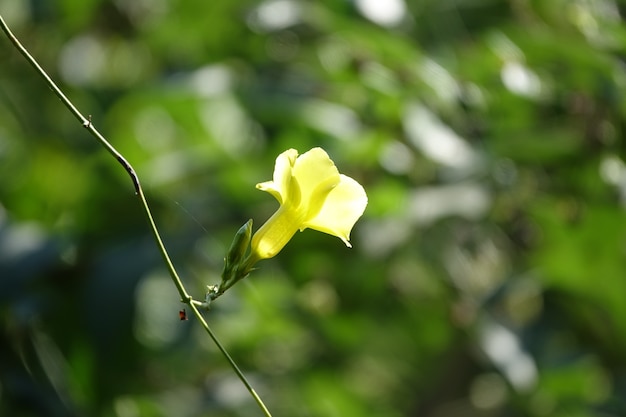 Flor amarela com um fundo de folhas fora de foco