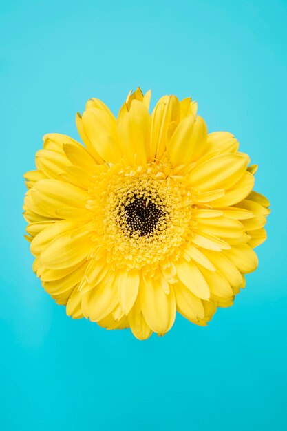 Flor amarela em fundo azul-turquesa