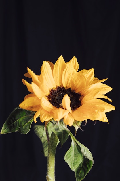 Flor amarela fresca com centro escuro no orvalho