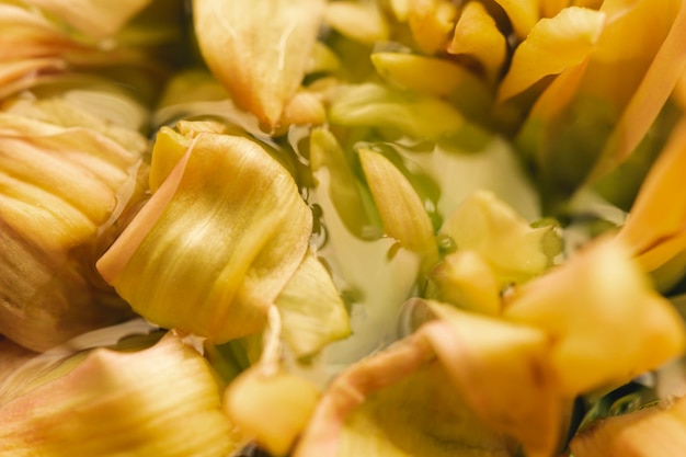Flor amarela pálida em close-up extremo de água