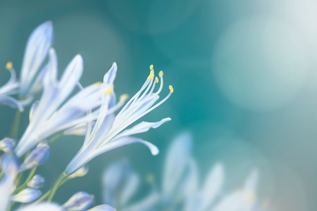 Foto grátis flor azul em estado selvagem