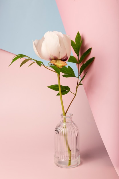 Flor bonita de alto ângulo no papel de parede da primavera do vaso