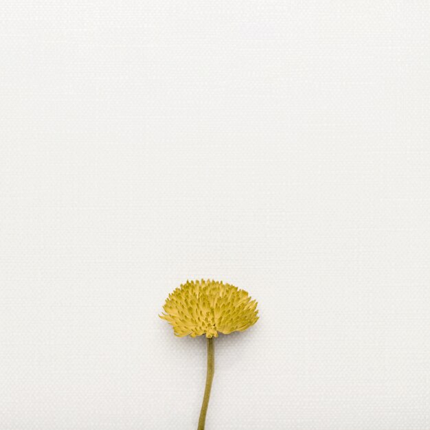 Flor bonito celebração com espaço de cópia