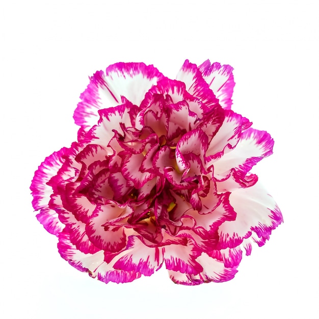 Flor branca com bordas roxas