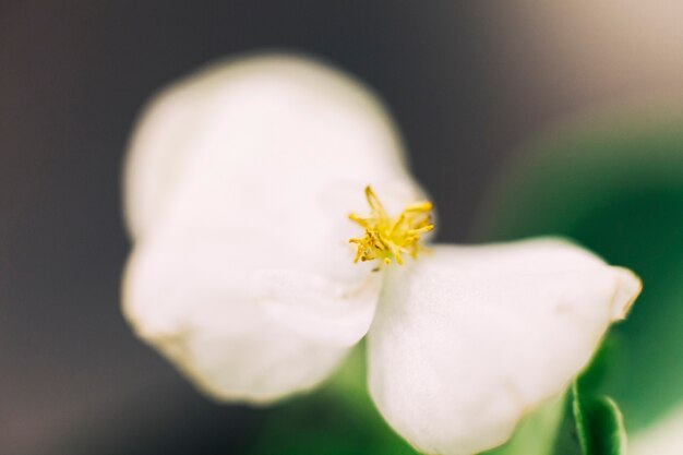 Flor branca delicada com pólen amarelo