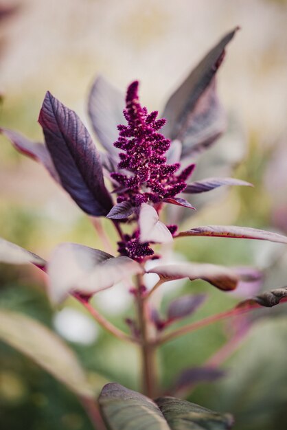 Flor branca e roxa em lente tilt shift