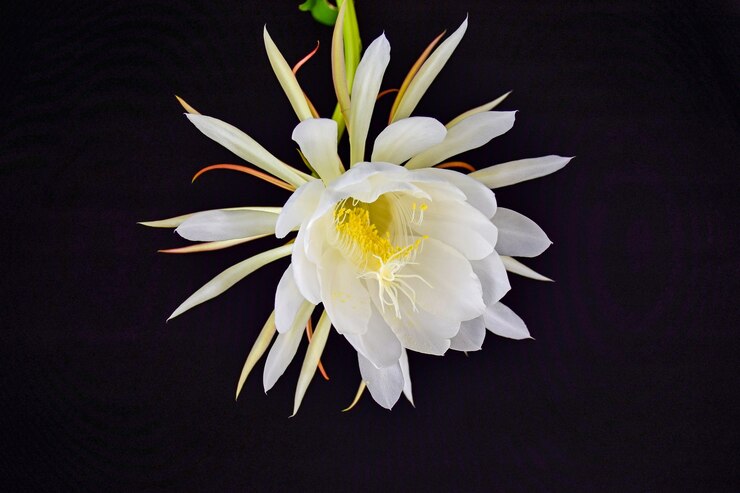 Foto grátis flor branca em um fundo preto