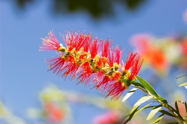 Flor colorida com fundo borrado