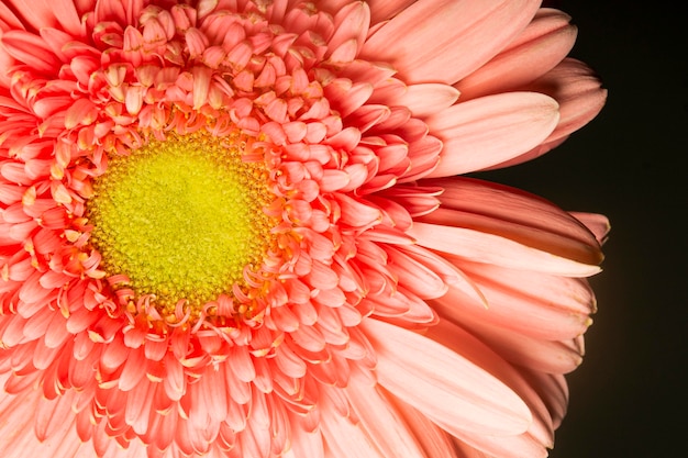 Flor colorida coral em close-up