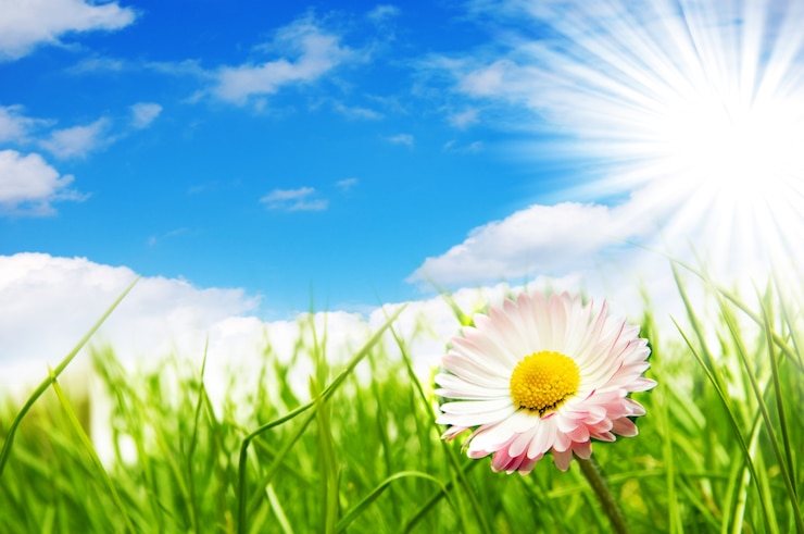 Foto grátis flor com o fundo do sol