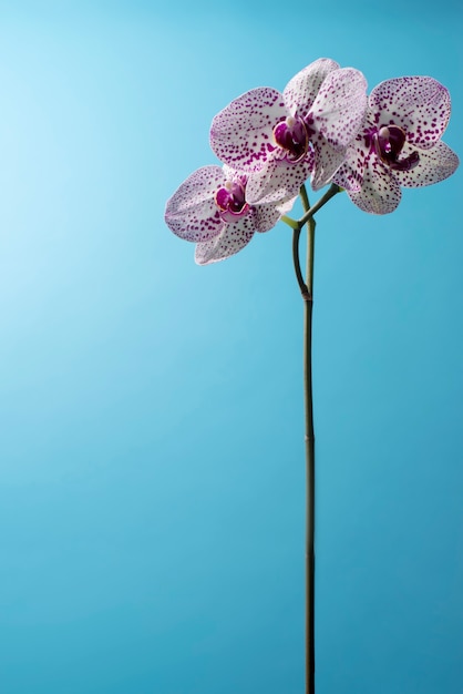 Flor da orquídea no céu