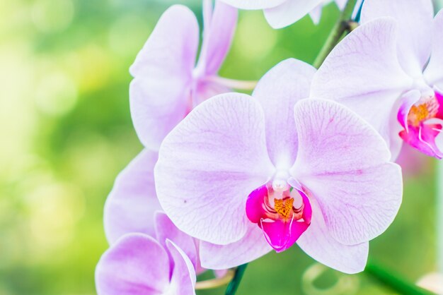 Flor da orquídea