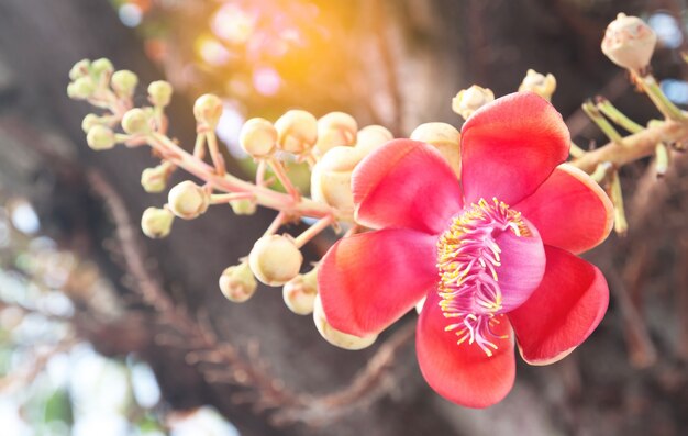 Flor da pétala da flora flor do amazon