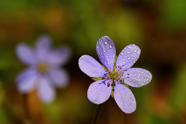 Flor da Primavera. Flores pequenas de florescência bonitas primeiras na floresta. Hepatica. (Hepatica nobilis)