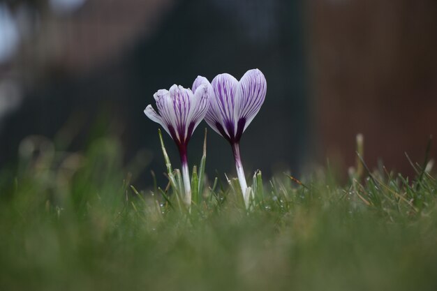 Flor de açafrão de primavera de pétalas roxas bonitas