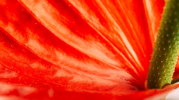 Flor de antúrio vermelho brilhante