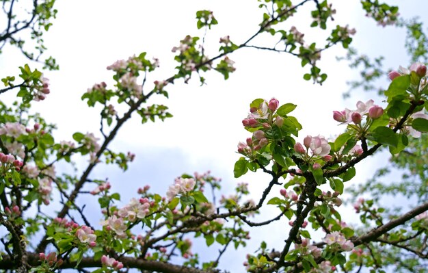 Flor de cerejeira branca de primavera contra o céu azul. primavera flores de cerejeira sobre fundo azul para cartão postal ou banner. fundo abstrato da bela primavera floral da natureza
