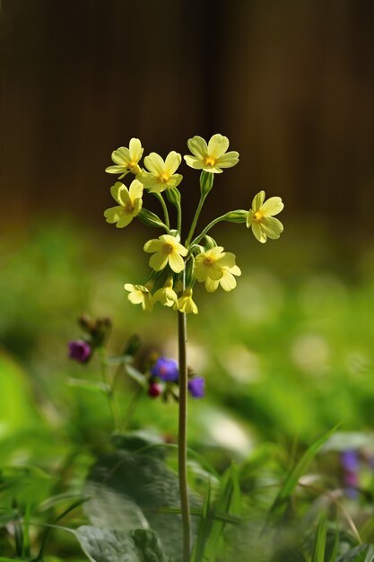 Flor de cowslip (Primula veris). Flor linda primavera