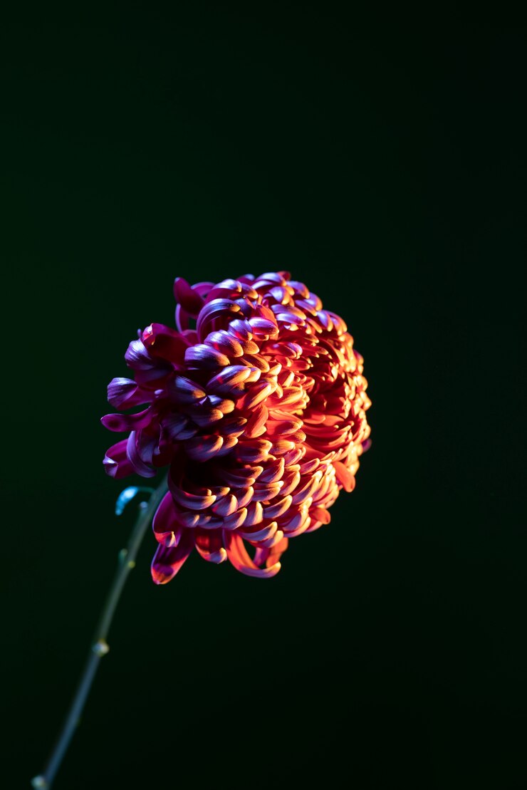 Foto grátis flor de crisântemo contra fundo preto