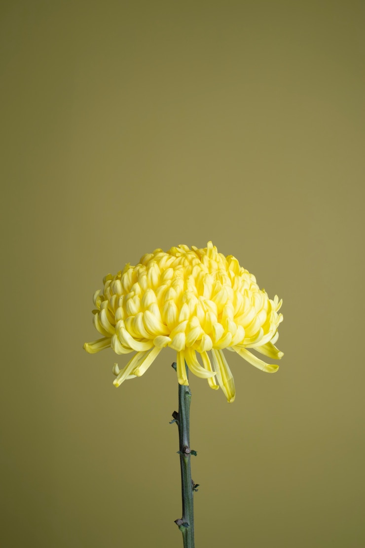 Foto grátis flor de crisântemo sobre fundo amarelo