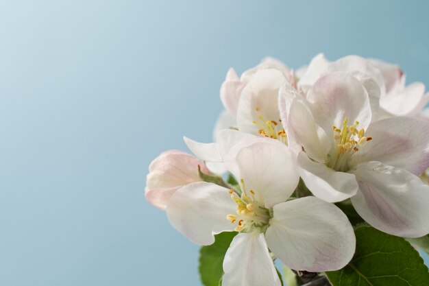 Flor de damasco no céu