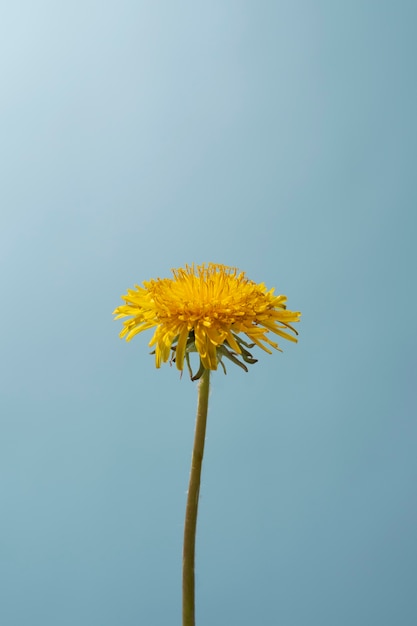 Foto grátis flor de dente de leão no céu