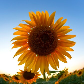 Flor de girassol em um campo em raios de sol contra o céu. agricultura e agroindústria