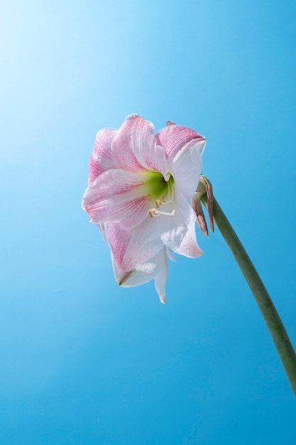 Foto grátis flor de lírio no céu