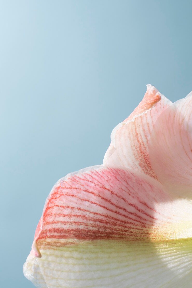 Foto grátis flor de lírio no céu